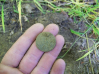 sept 23rd hunt dateless copper 007 [].jpg.png