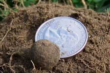musket ball 2 pequot hunt 9-25-10 s.JPG.png