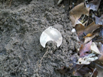 OCT 3ND HUNT WITH FRANK COLONIAL RELIGEOUS MEDAL 003 [].jpg.png