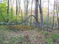 OCT 10th  hunt with paul & frank 005 [].jpg.png