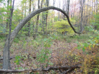 OCT 10th  hunt with paul & frank 006 [].jpg.png