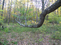 OCT 10th  hunt with paul & frank 007 [].jpg.png