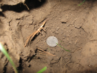 2010 finds 412.jpg.png