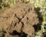 10-13 silver in dirt.jpg.png