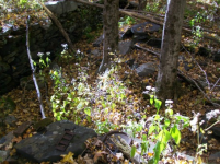 OCT 13TH CELLAR HOLE 1800S POCKET SPILL 016.jpg.png