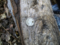OCT 13TH CELLAR HOLE 1800S POCKET SPILL 020.jpg.png