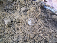 OCT 29th  HUNT WITH GARY 1838 SEATED DIME 001 [].jpg.png