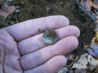 OCT 29th  HUNT WITH GARY 1838 SEATED DIME 002 [].jpg.png