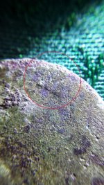 Macro SM LC.jpg