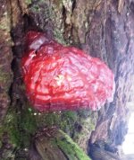 Shrooms 2.jpg