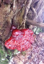 Shrooms.jpg