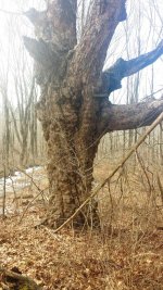 Massive Tree.jpg