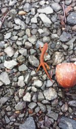 Salamander.jpg Salamander.jpg