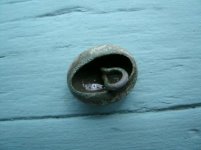 1796 Liberty Cap 006.jpg