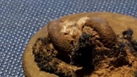 button with 2 shanks.jpg