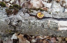 Curled Caterpillar.jpg