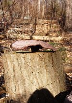 Shrrom Stump.jpg