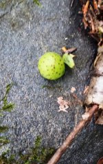 Berry.jpg