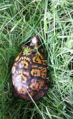 Box Turtle.jpg