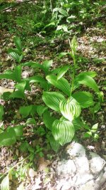 Flora.jpg