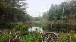 Marsh from road.jpg