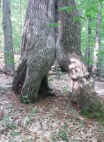 Tree Tunnel.jpg