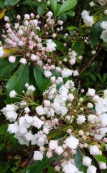 Mountain Laurel.jpg
