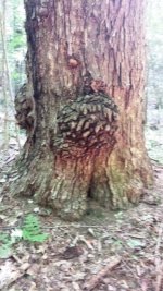 Odd tree knots.jpg Odd tree knots.jpg