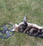 Cat 03.jpg