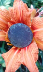Dandy-Lily.jpg