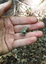 Froggy.jpg