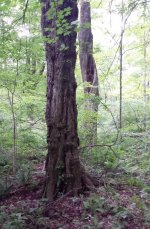 Scary Trees.jpg