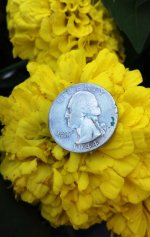 44 quarter yellow flower.jpg
