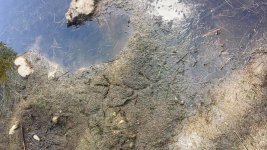 Bird prints.jpg