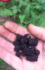 Blackberries.jpg