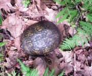 Box Turtle.jpg