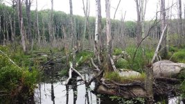 Swamp.jpg