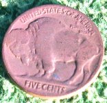 Buffalo-01.JPG