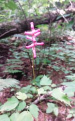 Pink plant 9-3.jpg