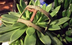 Shoe Buckle.jpg
