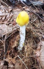 Shroomin 9-3.jpg