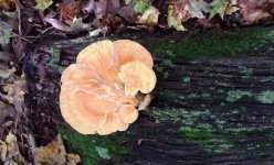 Chicken of the woods.jpg