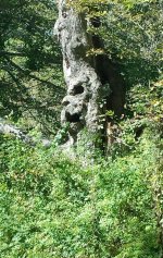 Creepy tree.jpg