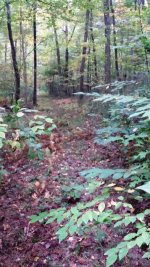 Hidden path.jpg