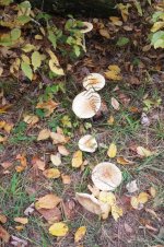 Shroomin.jpg