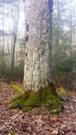 Moss tree 2.jpg Moss tree 2.jpg
