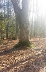 Tree line.jpg Tree line.jpg