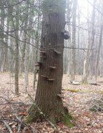 Tree warts.jpg