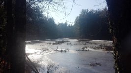Frozen Pond.jpg