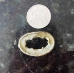 Pin front.jpg